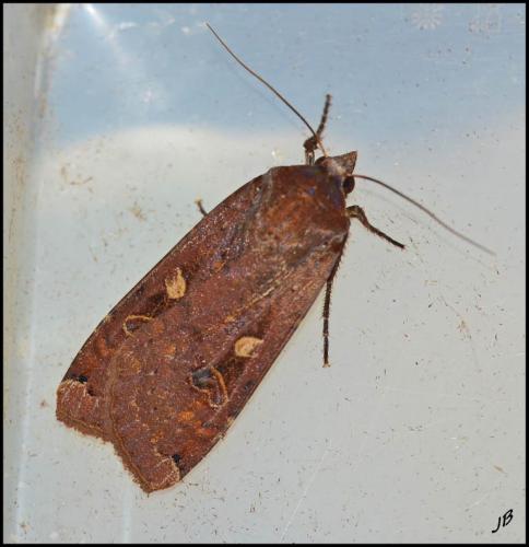 Noctua pronuba